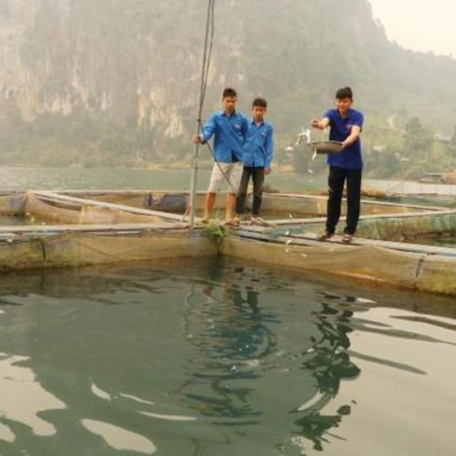 Thanh Niên Lai Châu Khởi Nghiệp, Làm Giàu Từ Trồng Trọt Chăn Nuôi